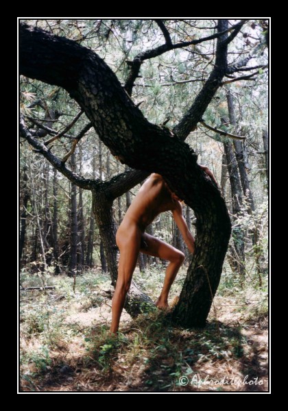 101 Pins des Landes 